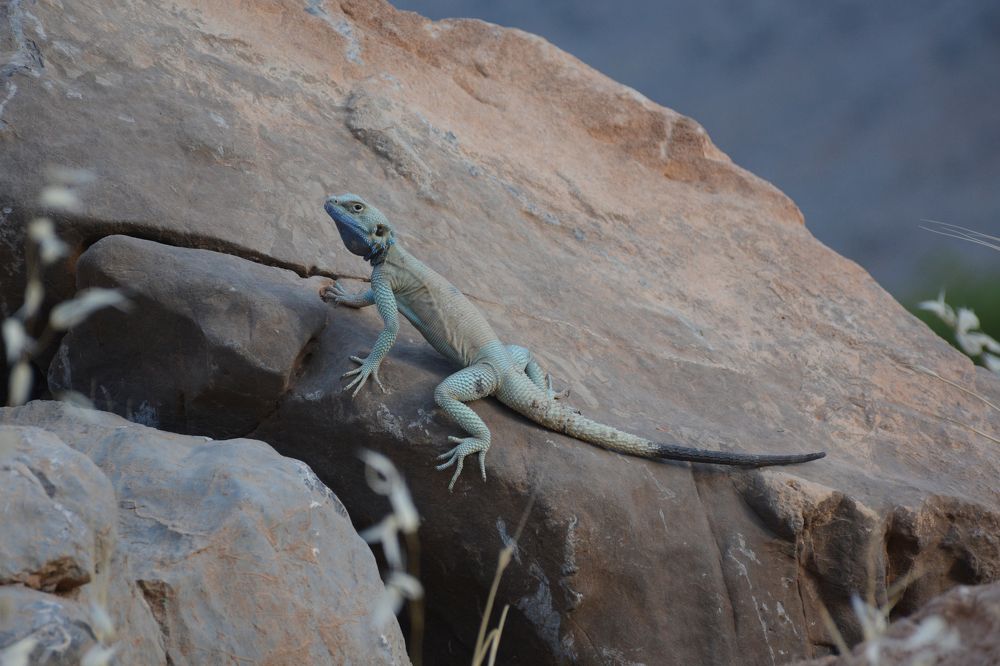 Photograph by Mohammad Amin Ghaffari