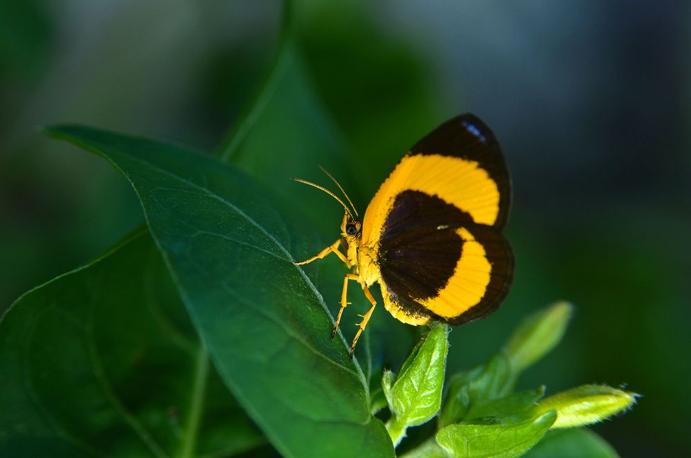 Фотография автора Toshi Maidepa