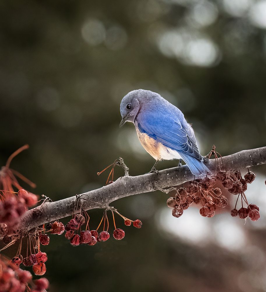 Фотография автора Liyan Dai