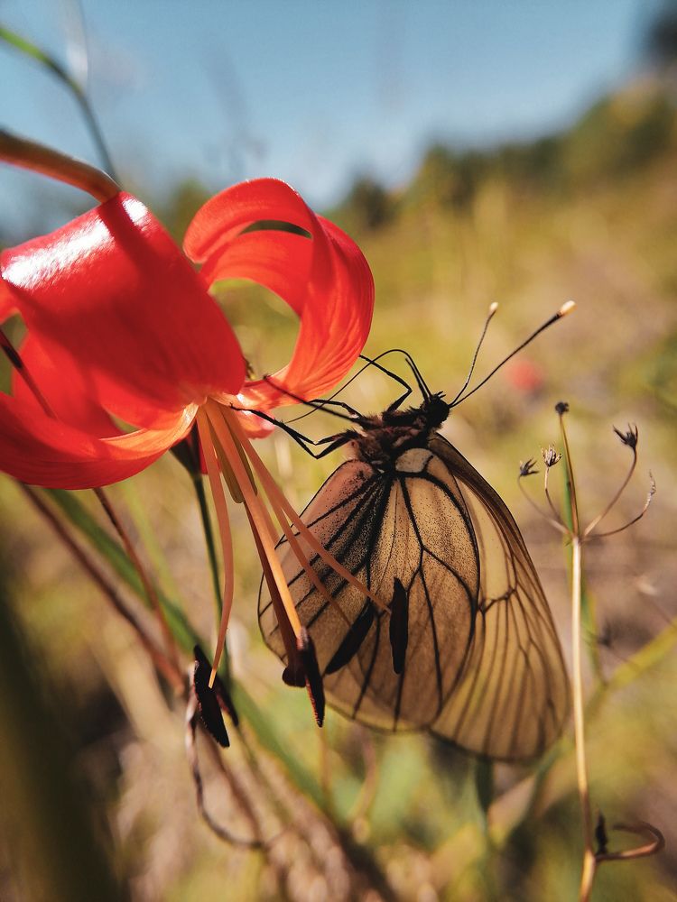 Боярышница