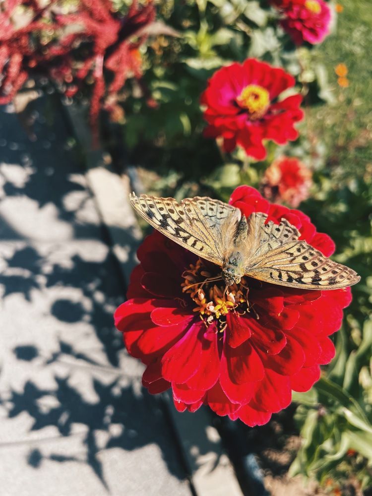 Фотография автора Анна Роганова