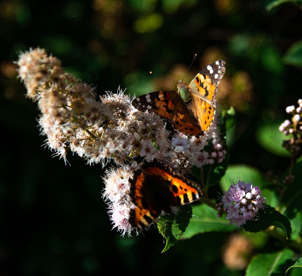 Photograph by Ирина Саломатина