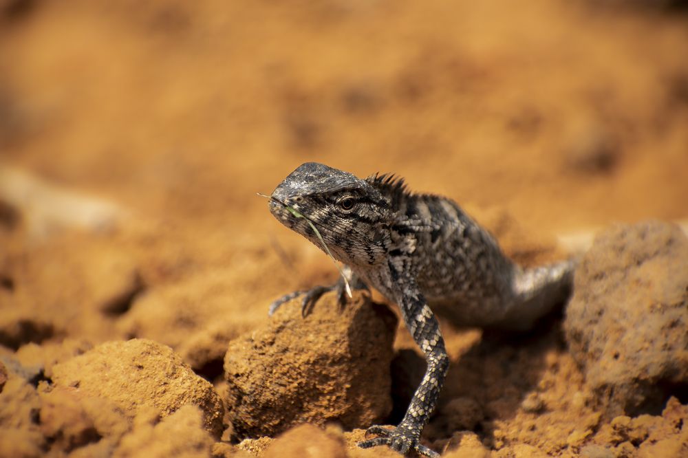 Photograph by SUEAL ANKRIT RANA