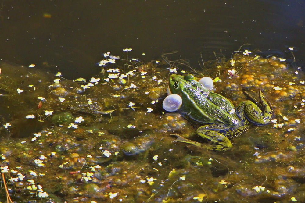 Фотография автора Анатолий Борисов