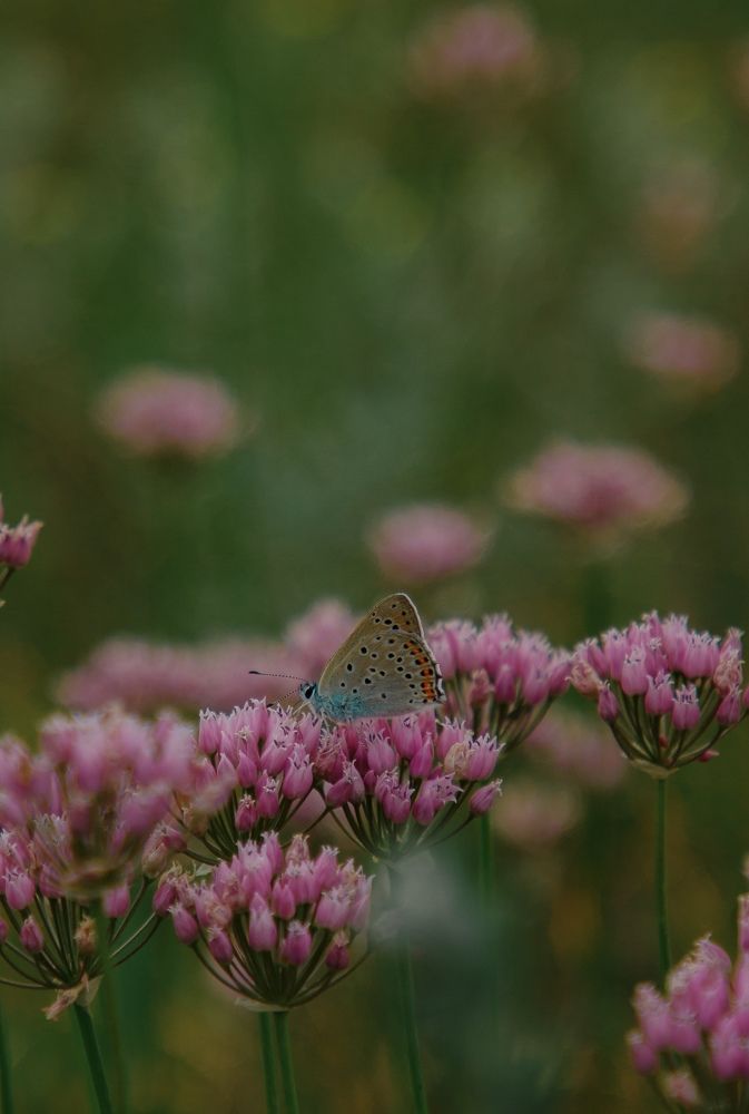 Photograph by Angelina Karelina