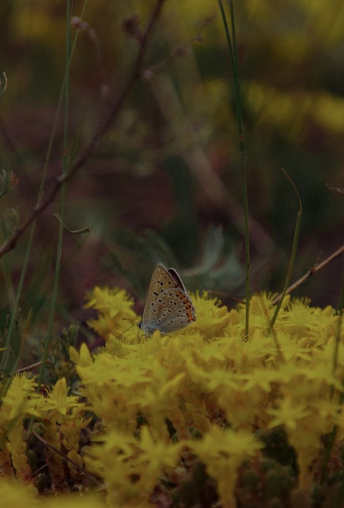 Photograph by Angelina Karelina