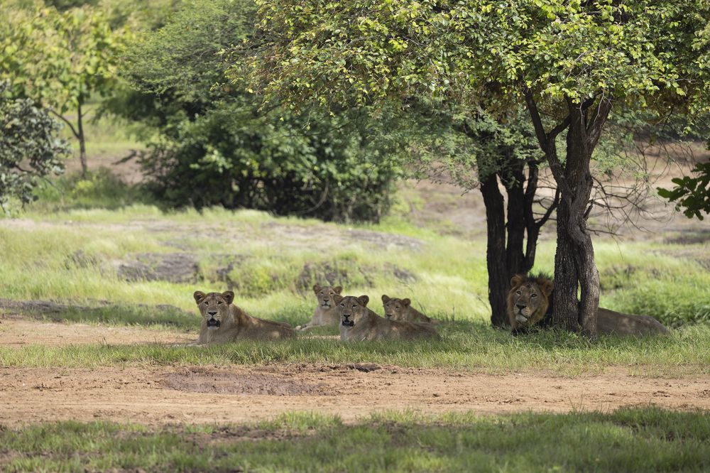 Eyes on the Wildlife