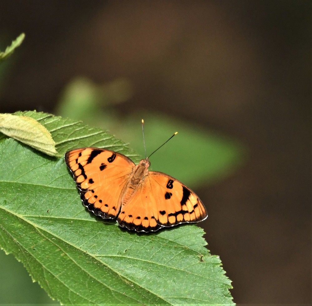 Photograph by Preet saluja