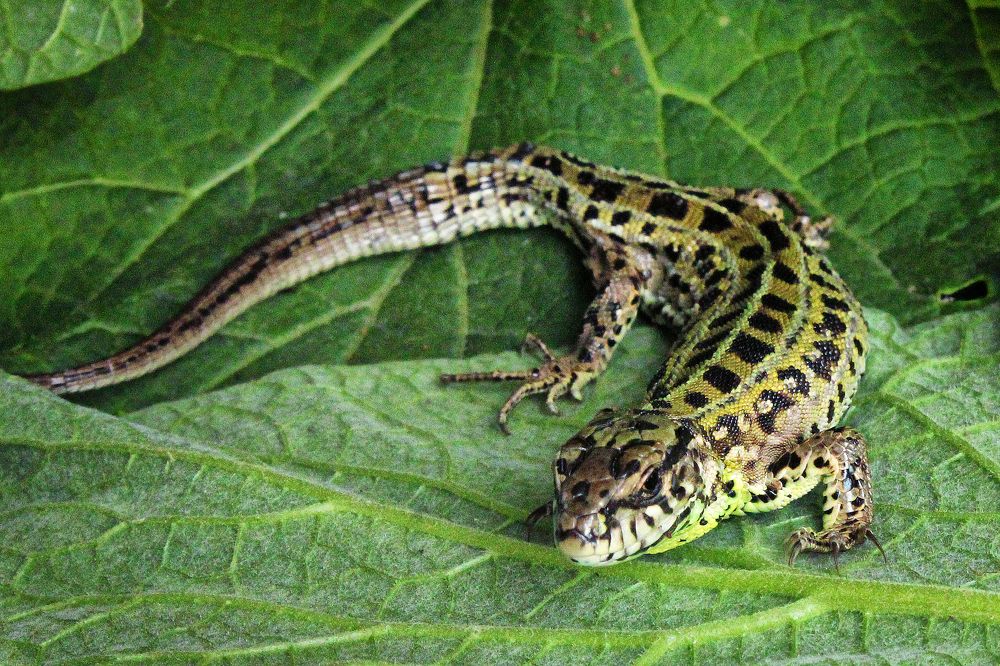 Photograph by Vitaliy Saposhnikov