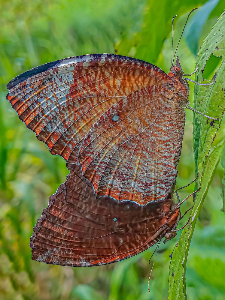 Photograph by Rahul Dey Bittu
