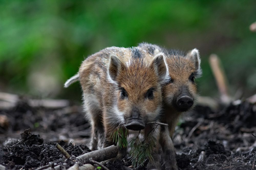 Photograph by Stipe Perkovic