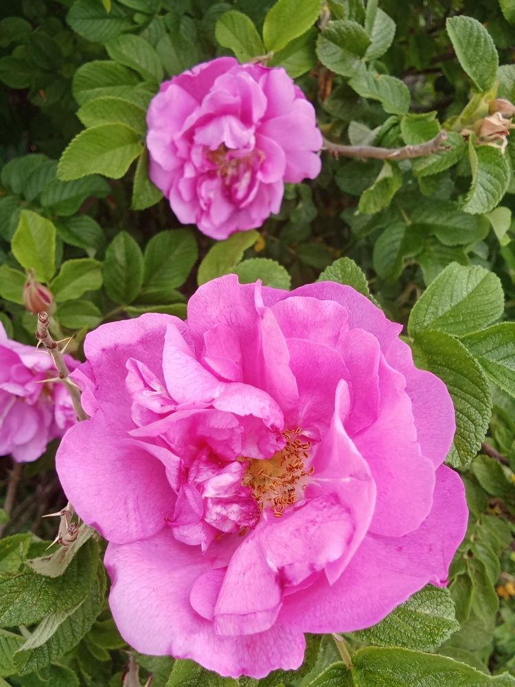 Photograph by Надежда Рулькова