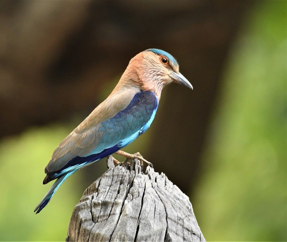 Photograph by Preet saluja