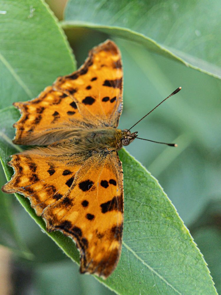 Photograph by Людмила Коныгина