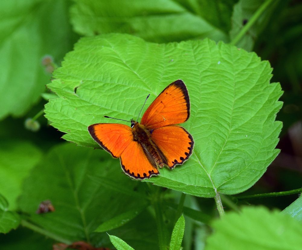 Photograph by Aleksander Perevolotsky