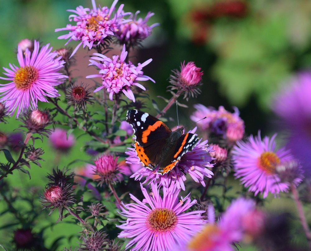 Photograph by Aleksander Perevolotsky