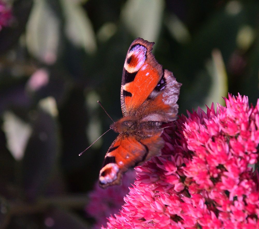 Photograph by Aleksander Perevolotsky