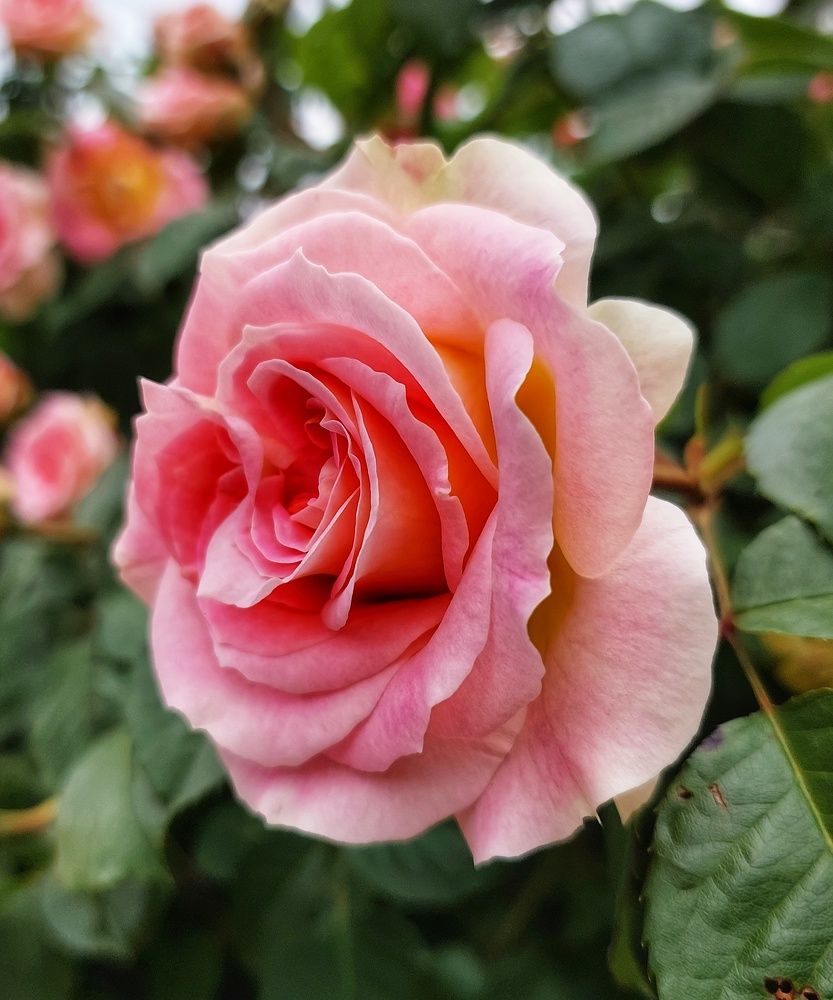 Photograph by Юлия