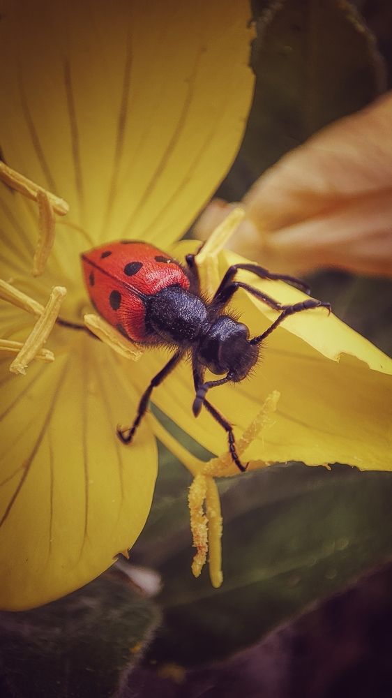 Фотография автора Анастасия Мамаева