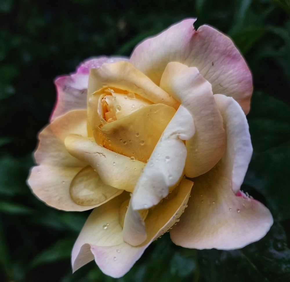 Photograph by Юлия