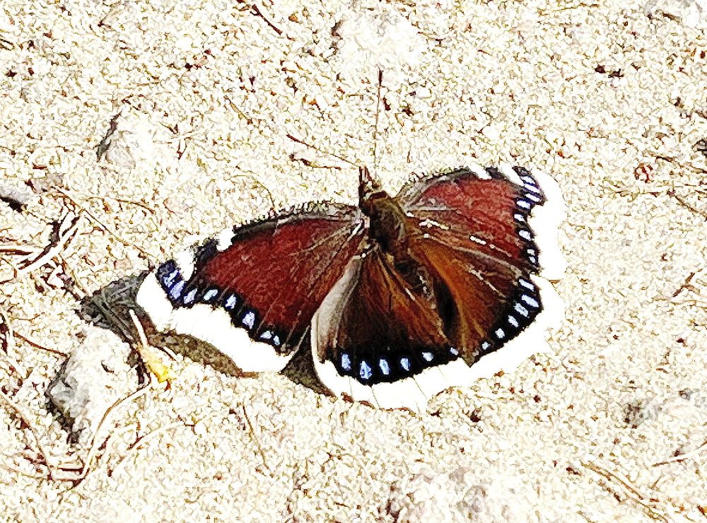 Красавица…!!!