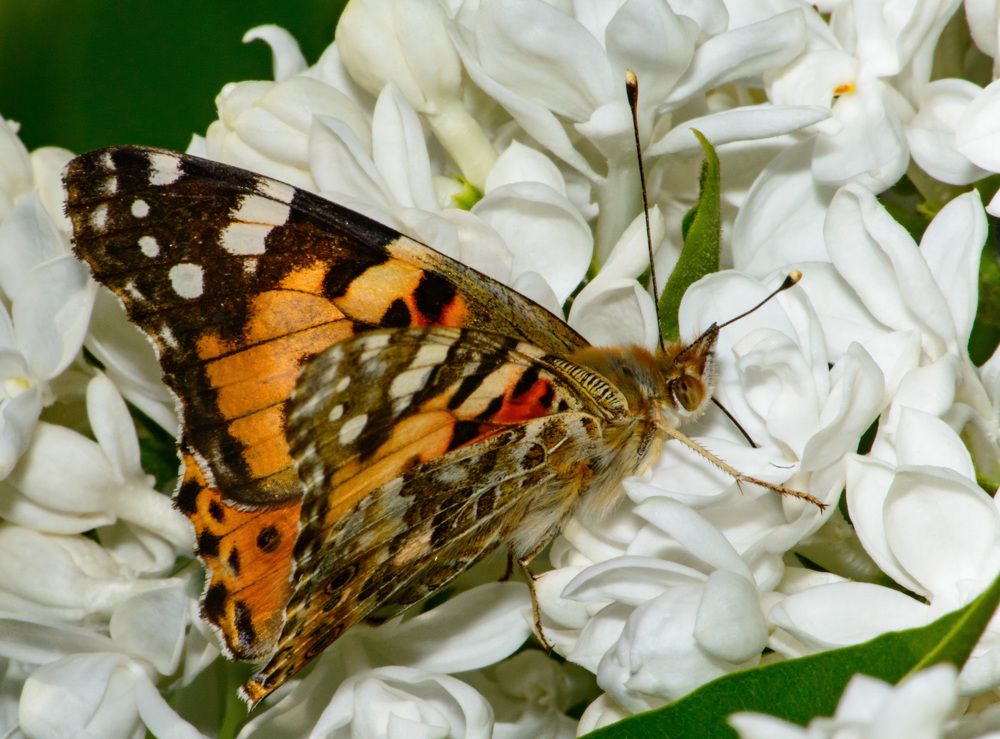 Изящно покружилась и присела