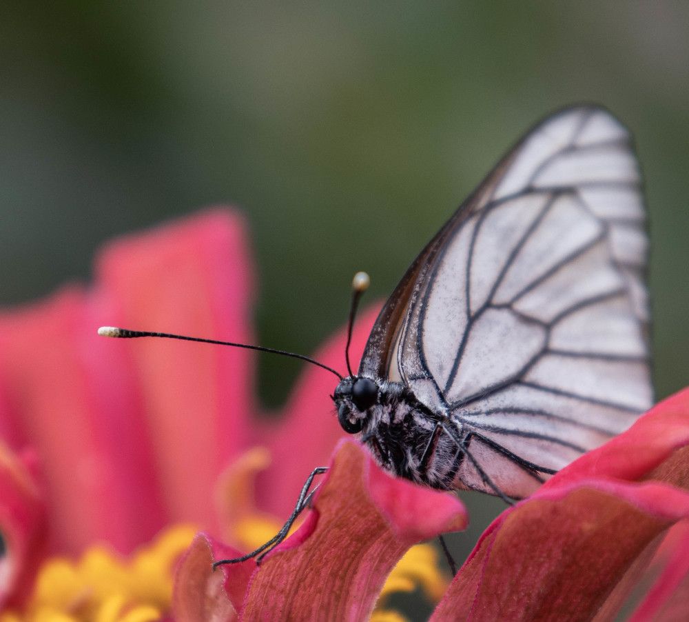 Photograph by Анастасия Карнаухова