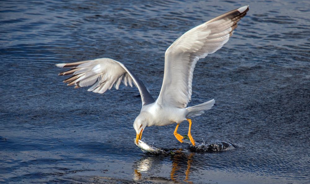Yellow-legged gull