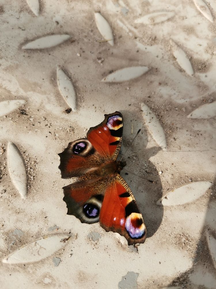 Photograph by Анастасия Зайченко