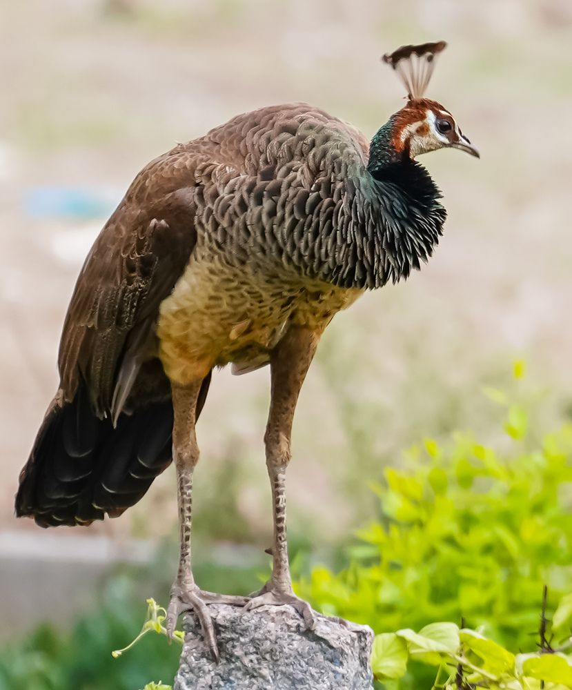 Photograph by Sahil K