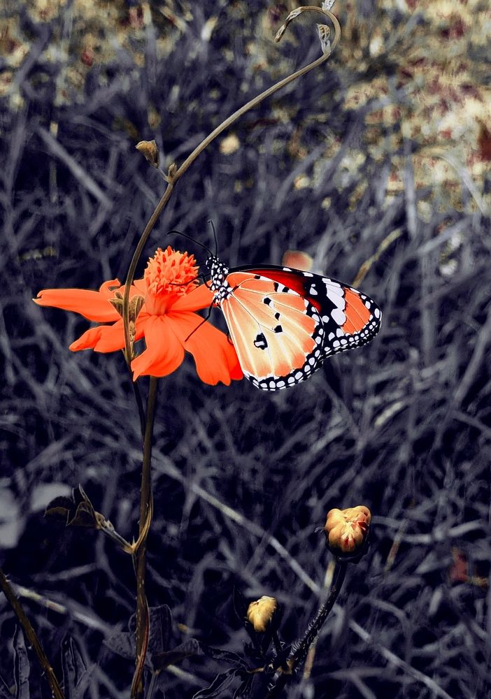 Photograph by Nidhi Singh