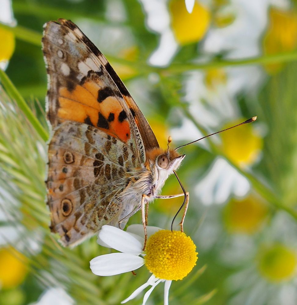 The colorful butterfly