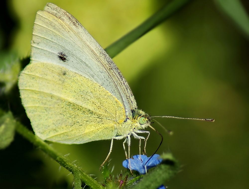 Blue flower and the butterfly