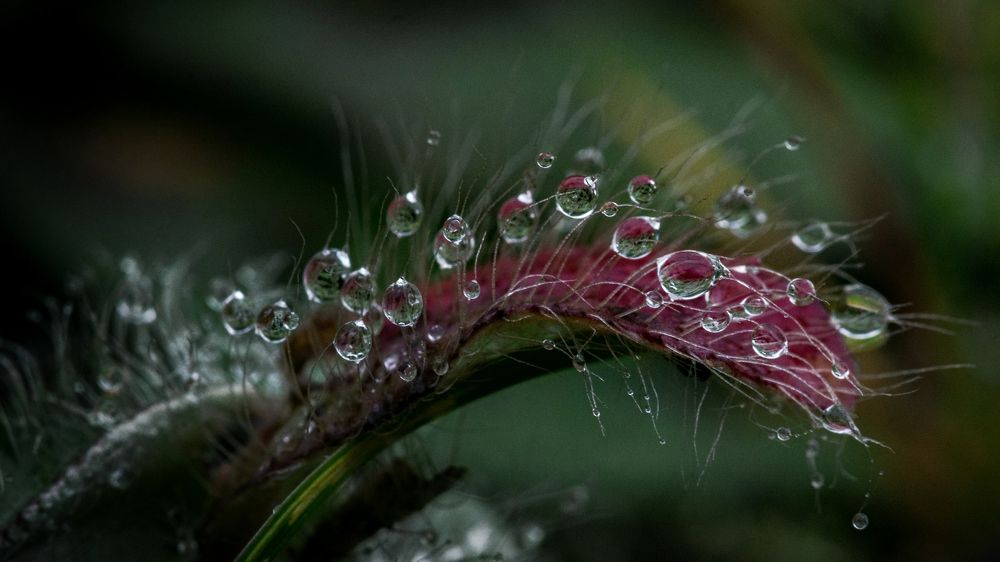 Капельки росы...