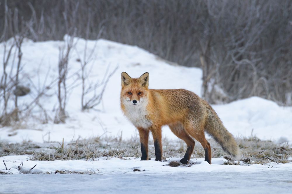 Photograph by Татьяна Шаньшина