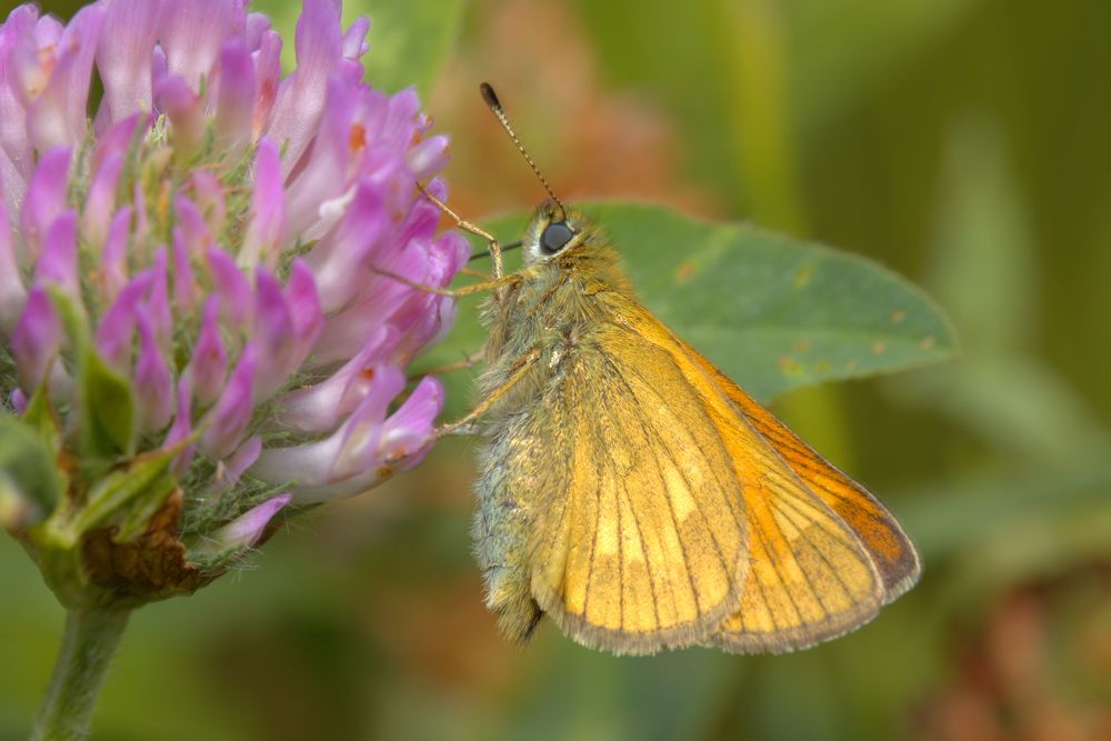 Толстоголовка