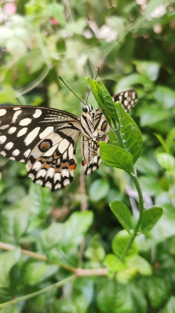 Photograph by Diwakaran D