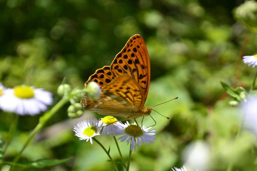 Photograph by Светлана Мазурова