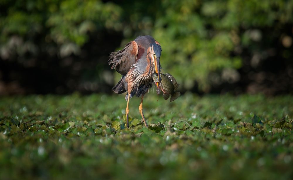Photograph by Плеханов Александр