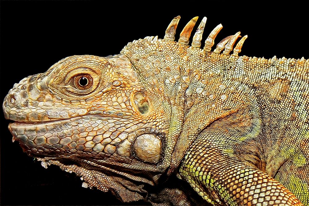 Photograph by Vitaliy Saposhnikov