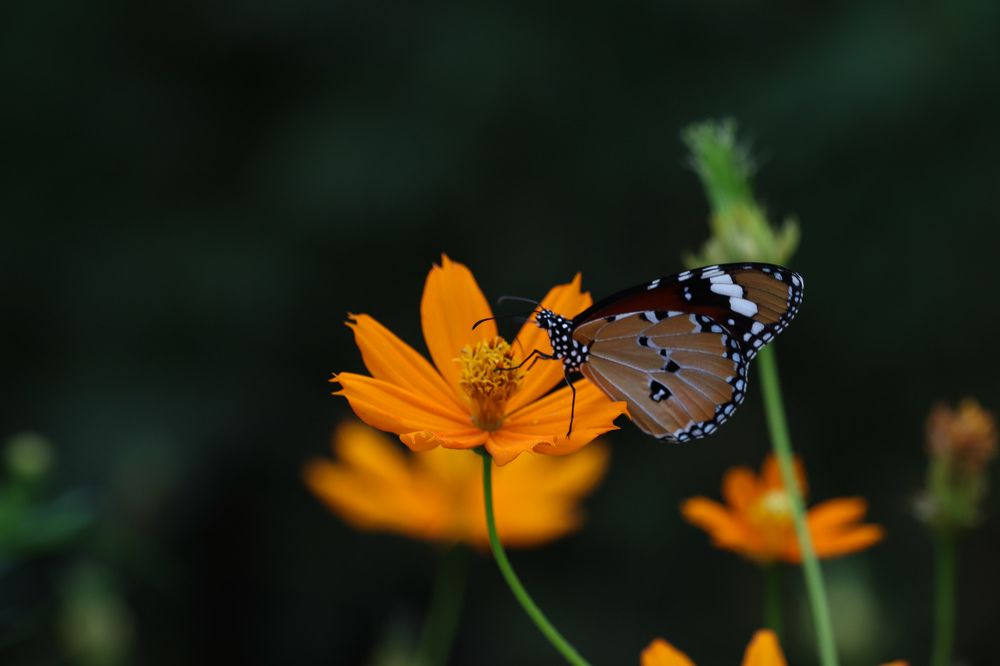 Photograph by Mumtahinah Akter Apon