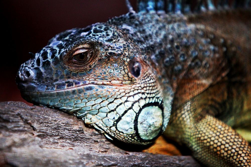 Photograph by mehdi karimi souderjani