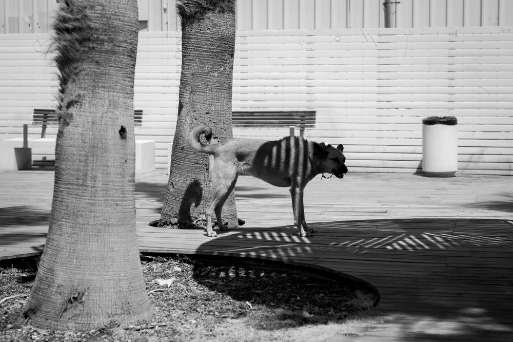 Photograph by Александр Кучерявый