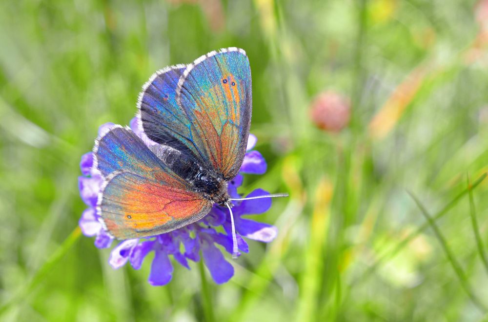 Photograph by Svetlana Rizzo