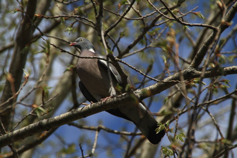 Фотография автора Анастасия Зверева