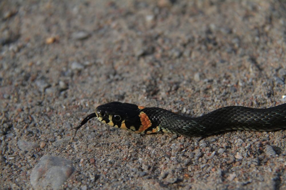 Фотография автора Анастасия Зверева