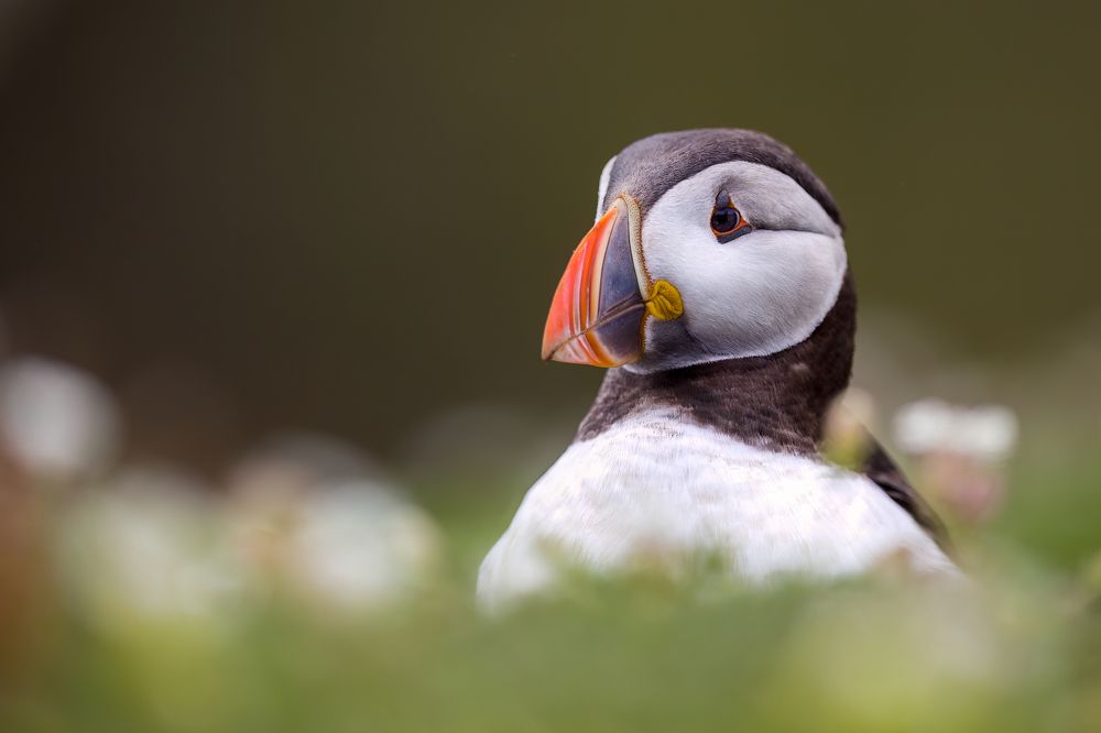Puffin Portrait