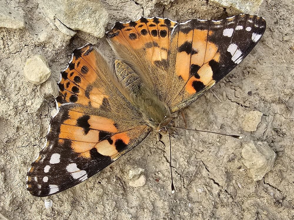 Photograph by Наталья Каплина