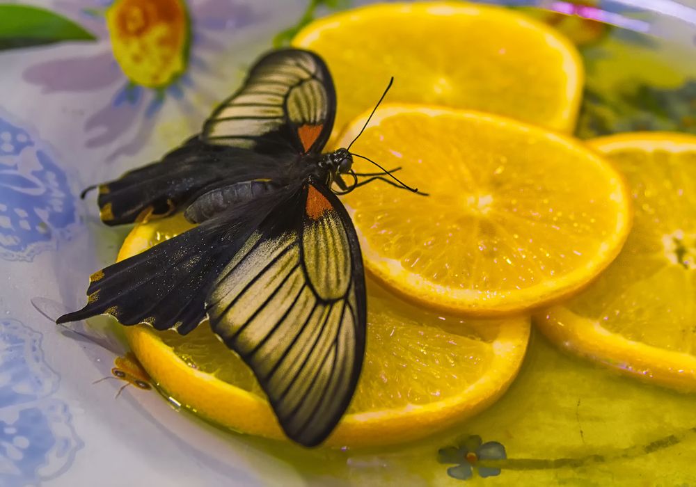 Photograph by Клясюк Галина