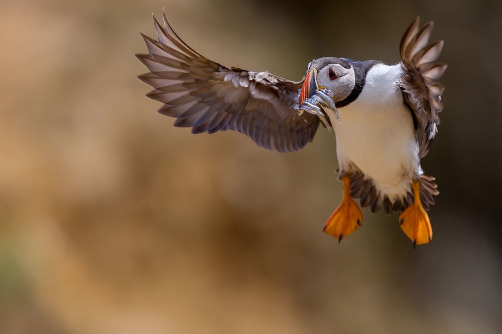 Puffin landing